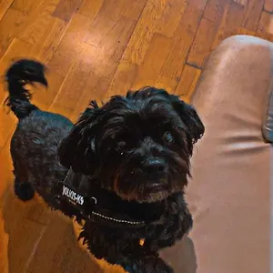 Albergue Black Dog, Budapeste